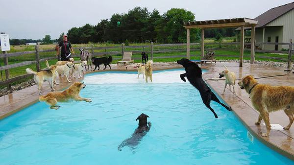 Dog Pool Party 