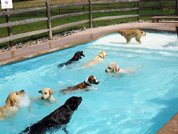 Dog Pool Party 