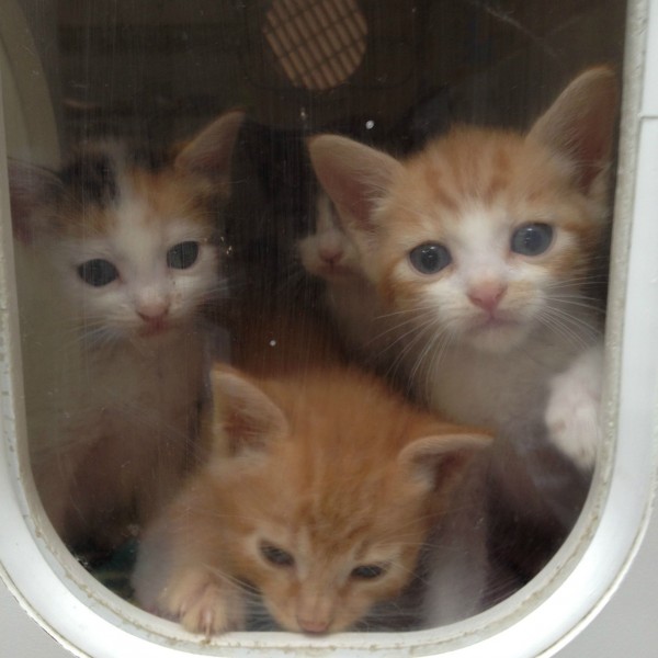 pics of kittens