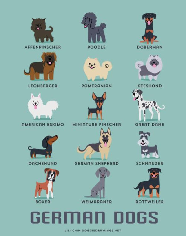 information about dogs - german  dogs
