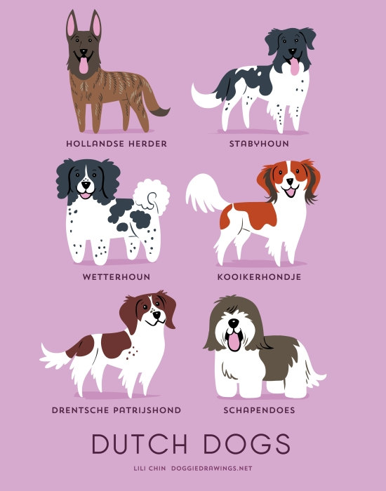 information about dogs - dutch  dogs