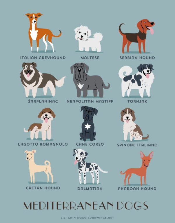 information about dogs - mediterranean dogs