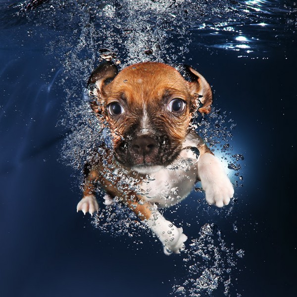 seth Casteel_UNDERWATERPUPPIES