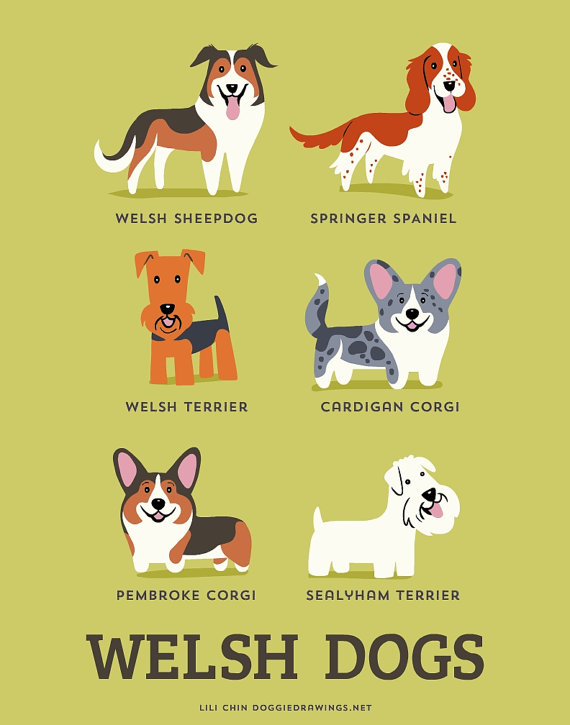 information about dogs - welsh  dogs
