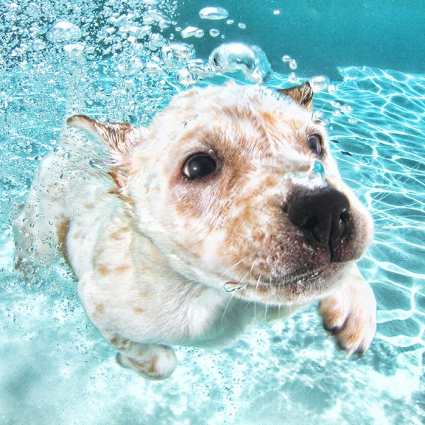 seth Casteel_UNDERWATERPUPPIES