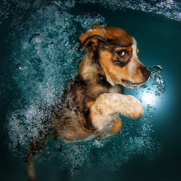 seth Casteel_UNDERWATERPUPPIES