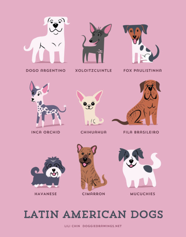 information about dogs - latin american  dogs