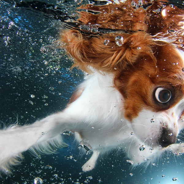 seth Casteel_UNDERWATERPUPPIES