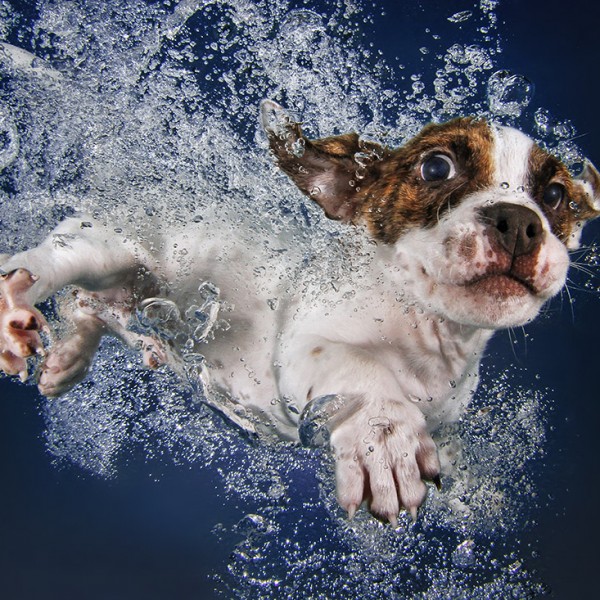 seth Casteel_UNDERWATERPUPPIES