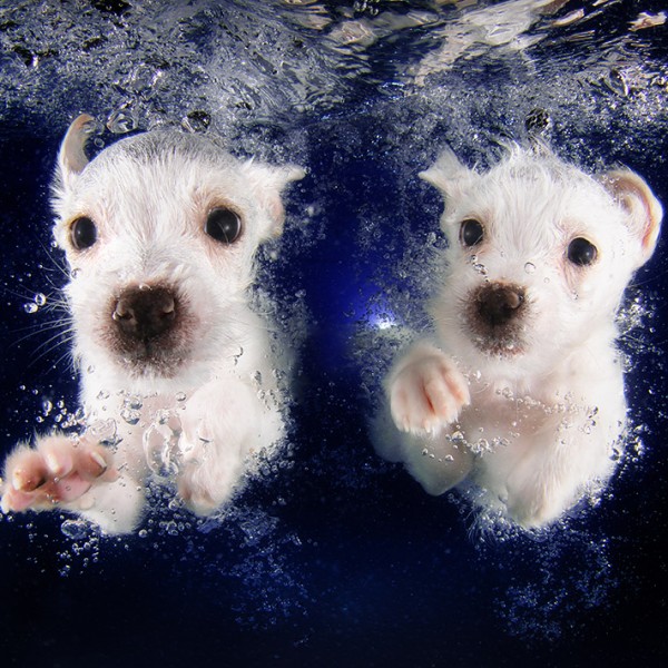 seth Casteel_UNDERWATERPUPPIES