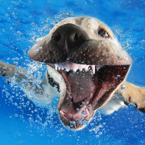 seth Casteel_UNDERWATERPUPPIES