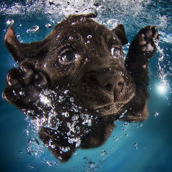 seth Casteel_UNDERWATERPUPPIES