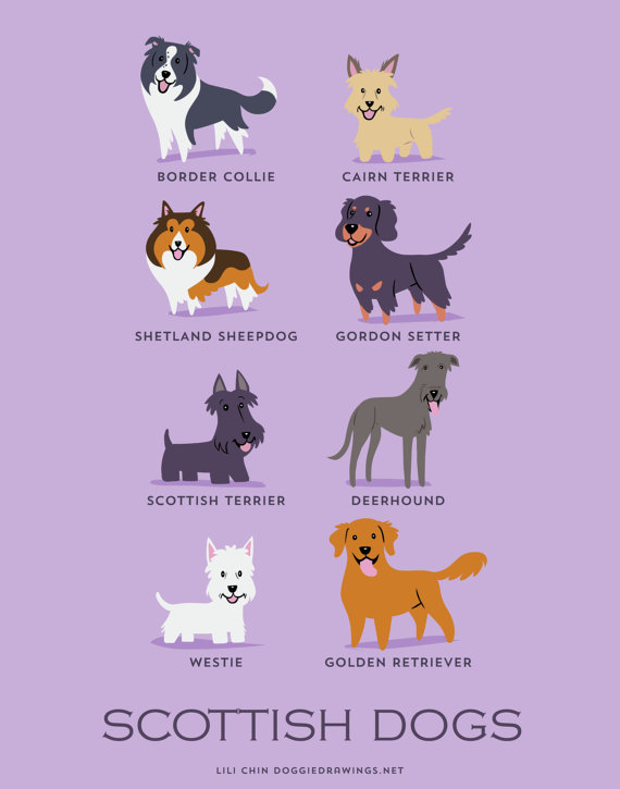 information about dogs - scottish  dogs