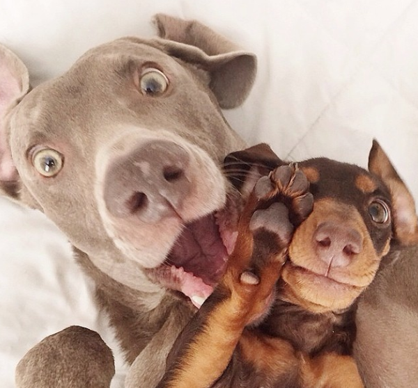 how to take the perfect dog selfie 