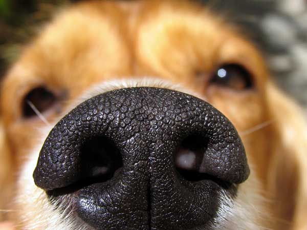 how to take the perfect dog selfie 