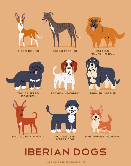 information about dogs - iberian  dogs