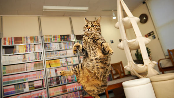 awesome jumping cats 