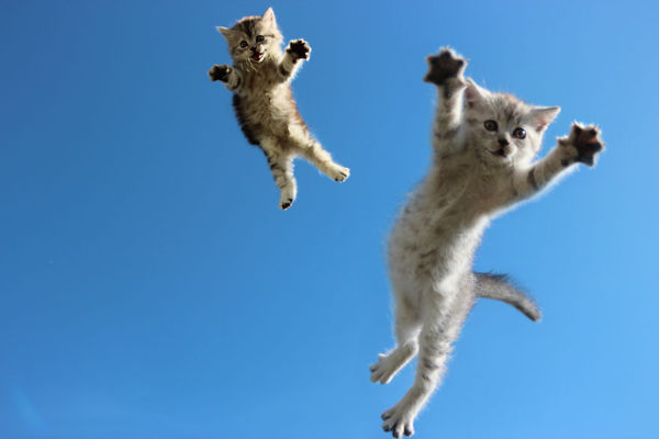 awesome jumping cats 