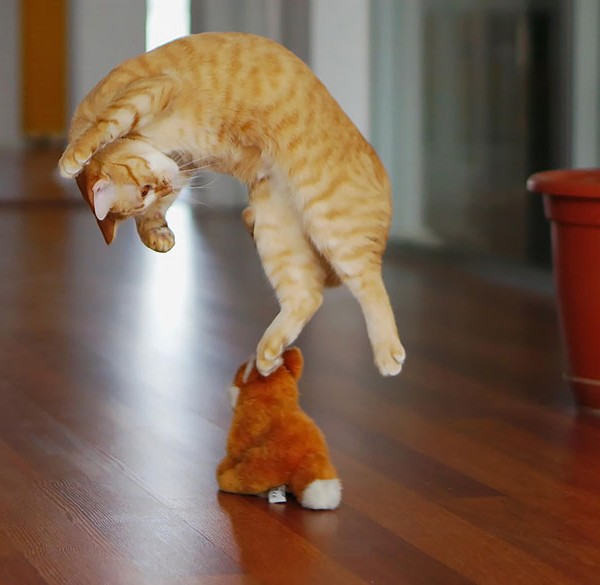 awesome jumping cat