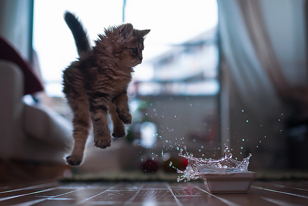 awesome jumping cat