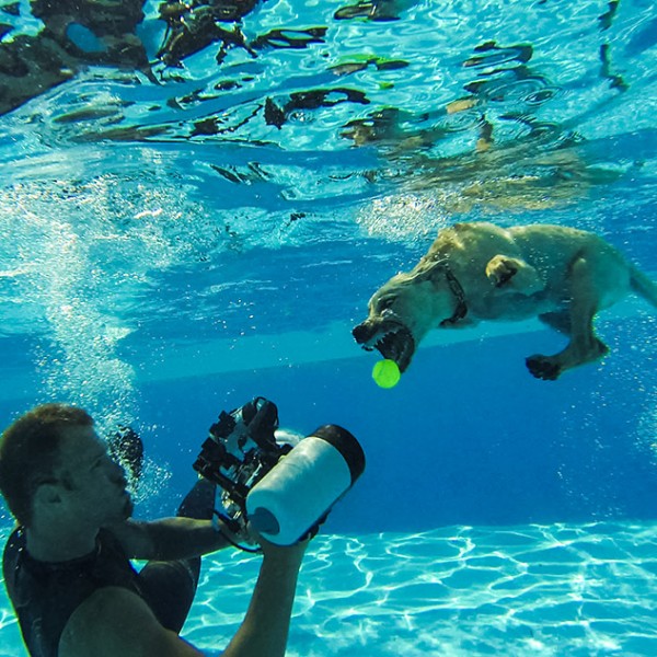 seth Casteel_UNDERWATERPUPPIES