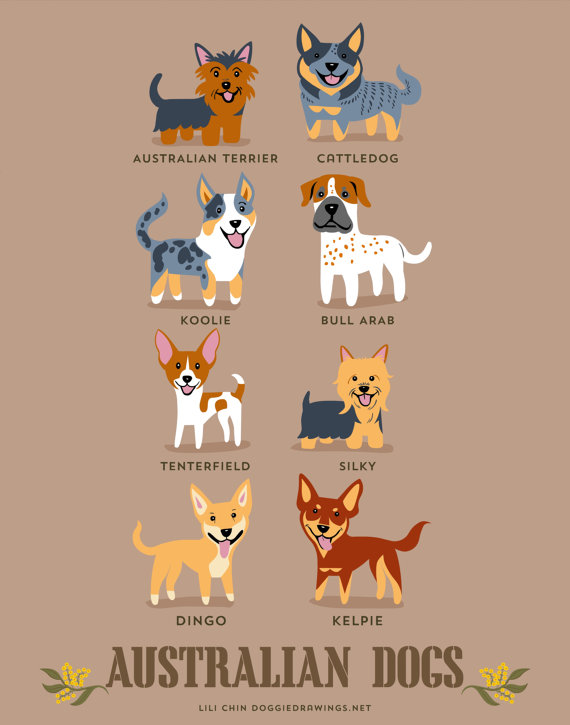information about dogs - australian  dogs