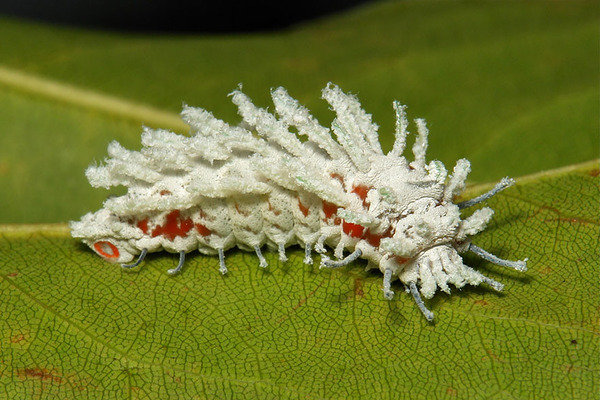 pictures of exotic butterflies