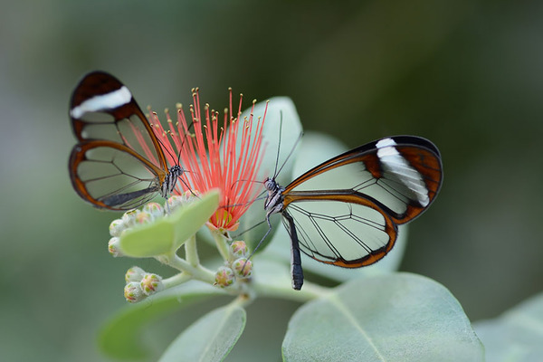 Awesome Butterflies