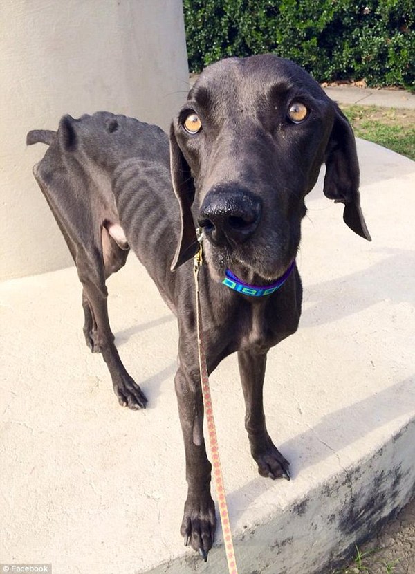 'How he survived is a miracle': Starving dog 'Alex' who was on the brink of death weighing 43 pounds after surviving on twigs and rocks is rescued by animal lovers