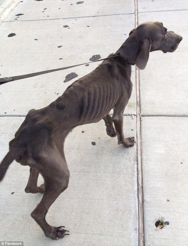 'How he survived is a miracle': Starving dog 'Alex' who was on the brink of death weighing 43 pounds after surviving on twigs and rocks is rescued by animal lovers