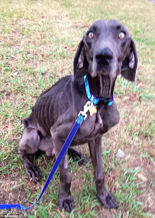 'How he survived is a miracle': Starving dog 'Alex' who was on the brink of death weighing 43 pounds after surviving on twigs and rocks is rescued by animal lovers