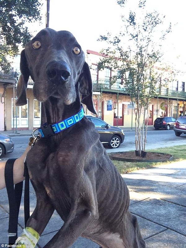 'How he survived is a miracle': Starving dog 'Alex' who was on the brink of death weighing 43 pounds after surviving on twigs and rocks is rescued by animal lovers