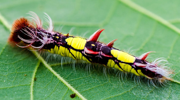 Awesome Butterflies