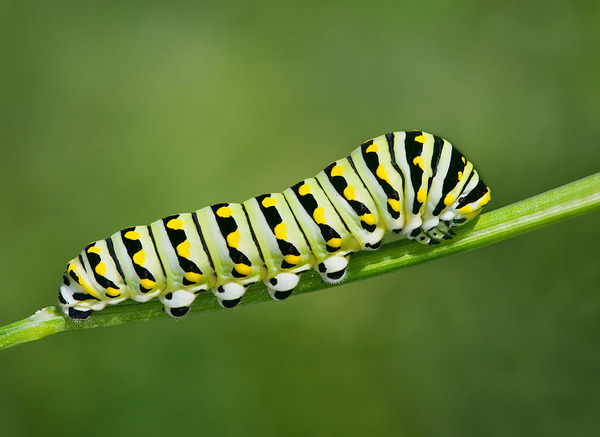 Awesome Butterflies