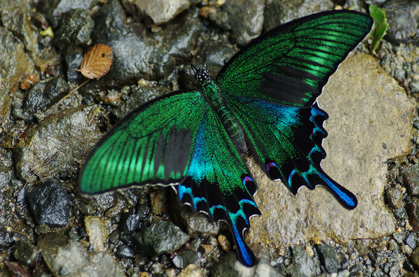 pictures of exotic butterflies