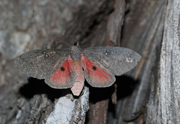 Awesome Butterflies