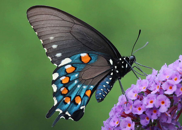 pictures of exotic butterflies