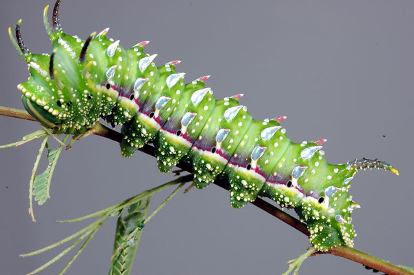 pictures of exotic butterflies