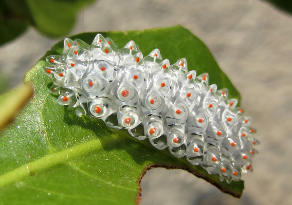 Awesome Butterflies