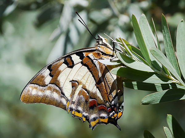 Awesome Butterflies