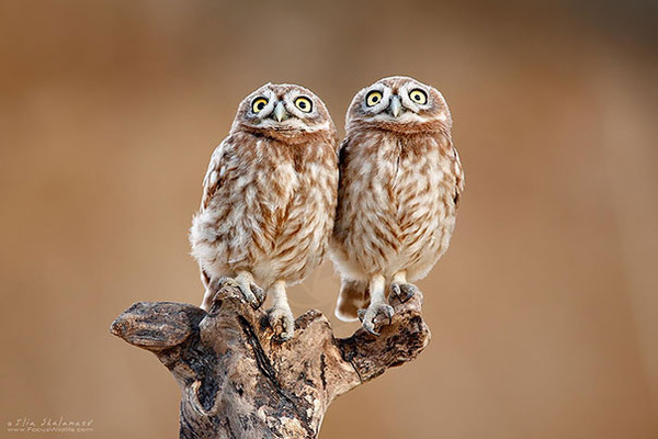 cute animals - owl