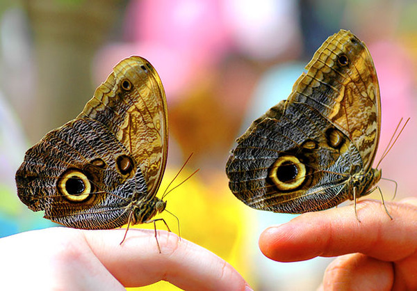 cute animals - butterfly