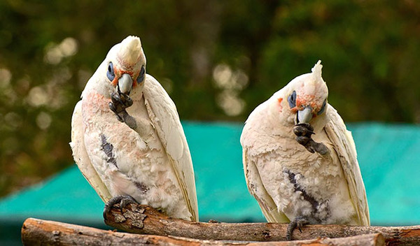 cute animals - parrot 