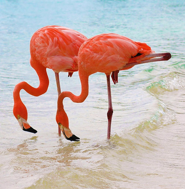 cute animals - flamengo 