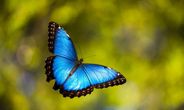 Awesome Butterflies