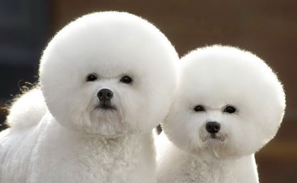 cute animals - dogs 2