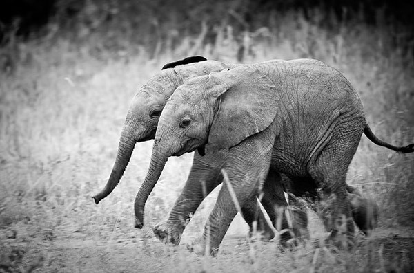 animals twins - elephants