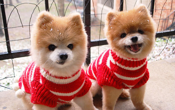 cute animals - china dogs