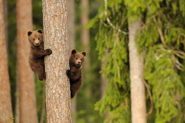 cute animals - baby bear