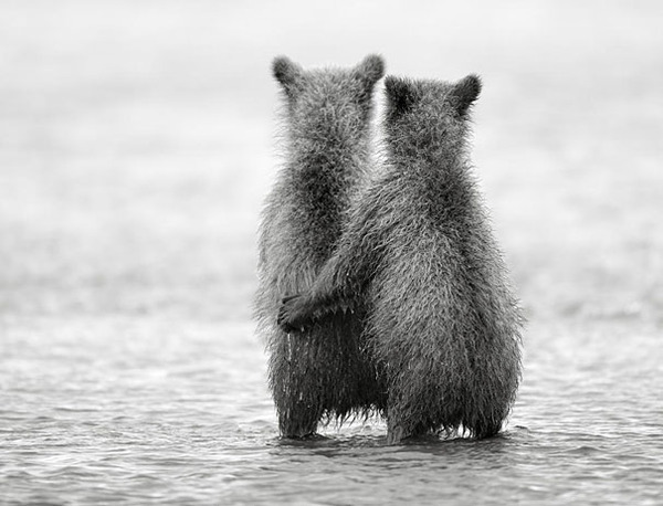 cute animals - baby bears 2